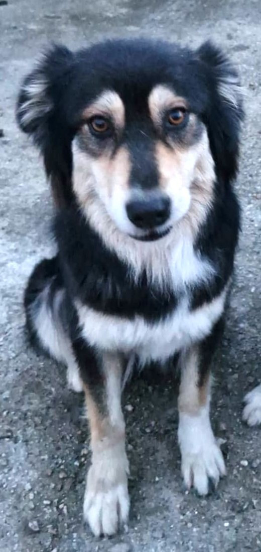 Sybelle skye des highands du sud