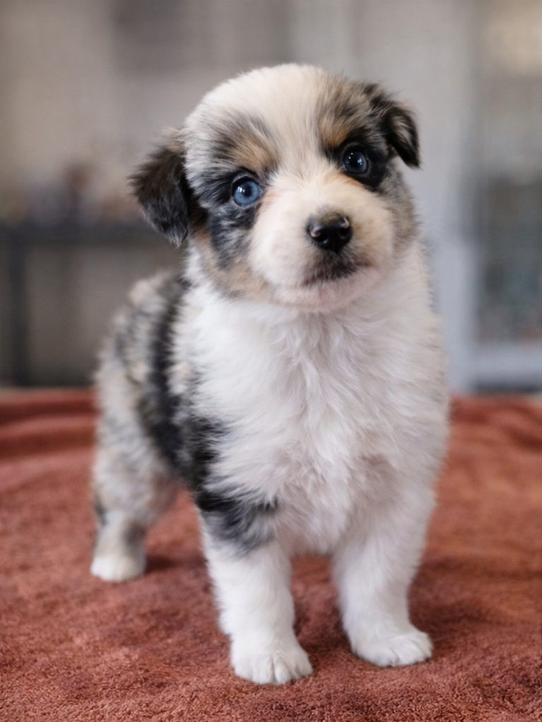 Des Monts De Lya - Chiots disponibles - Berger Australien