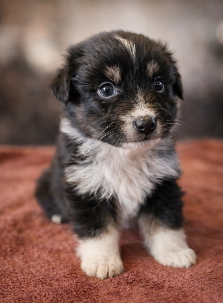 Des Monts De Lya - Chiots disponibles - Berger Australien