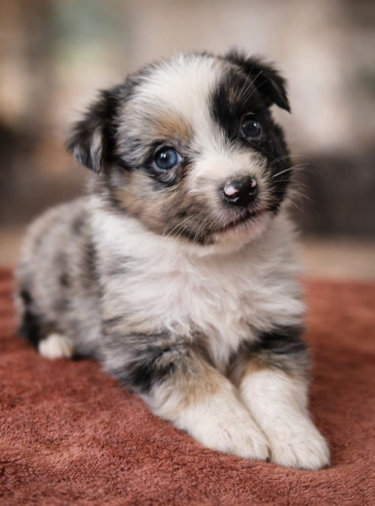 Des Monts De Lya - Chiots disponibles - Berger Australien