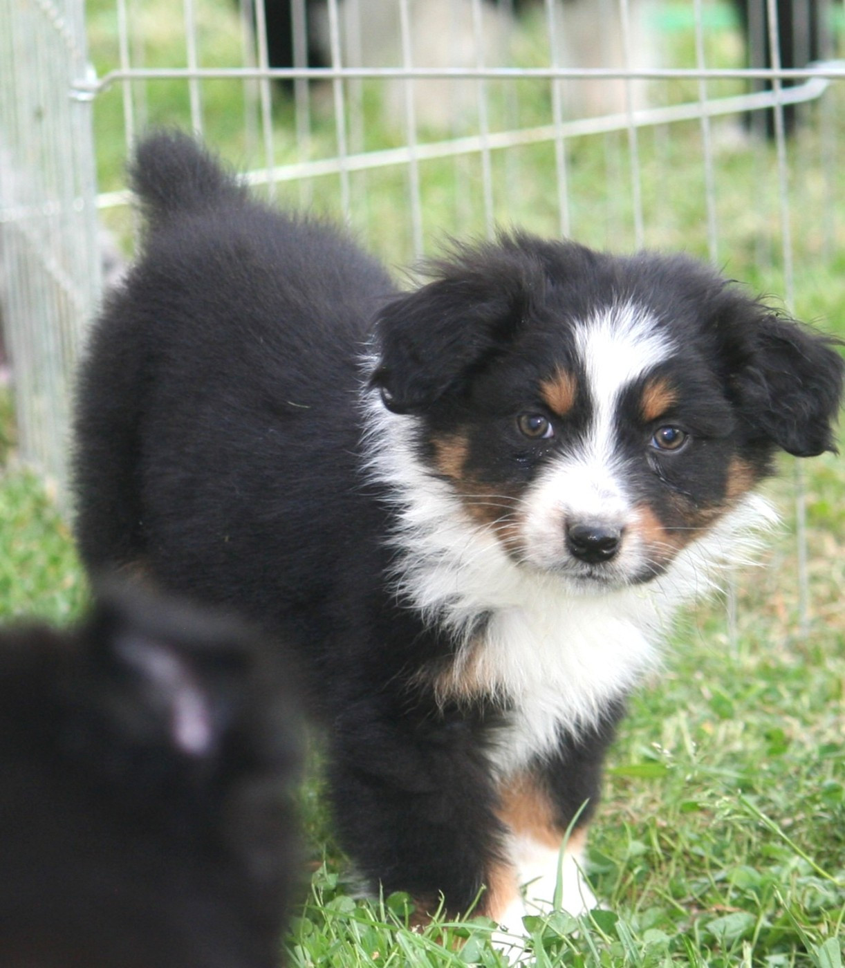Des Monts De Lya - Chiots disponibles - Berger Australien