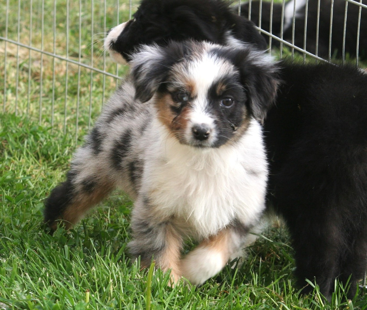 Des Monts De Lya - Chiots disponibles - Berger Australien