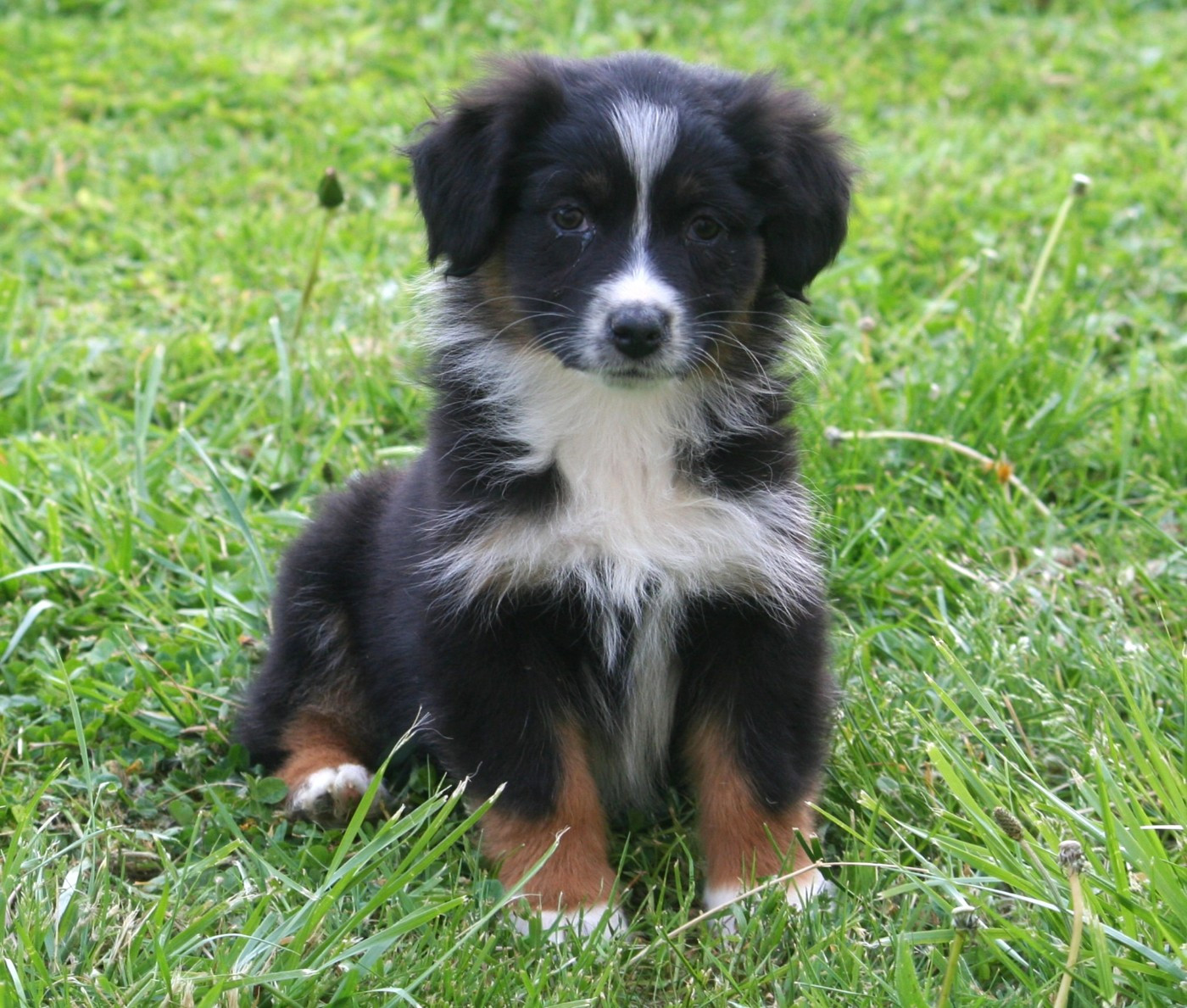Des Monts De Lya - Chiots disponibles - Berger Australien
