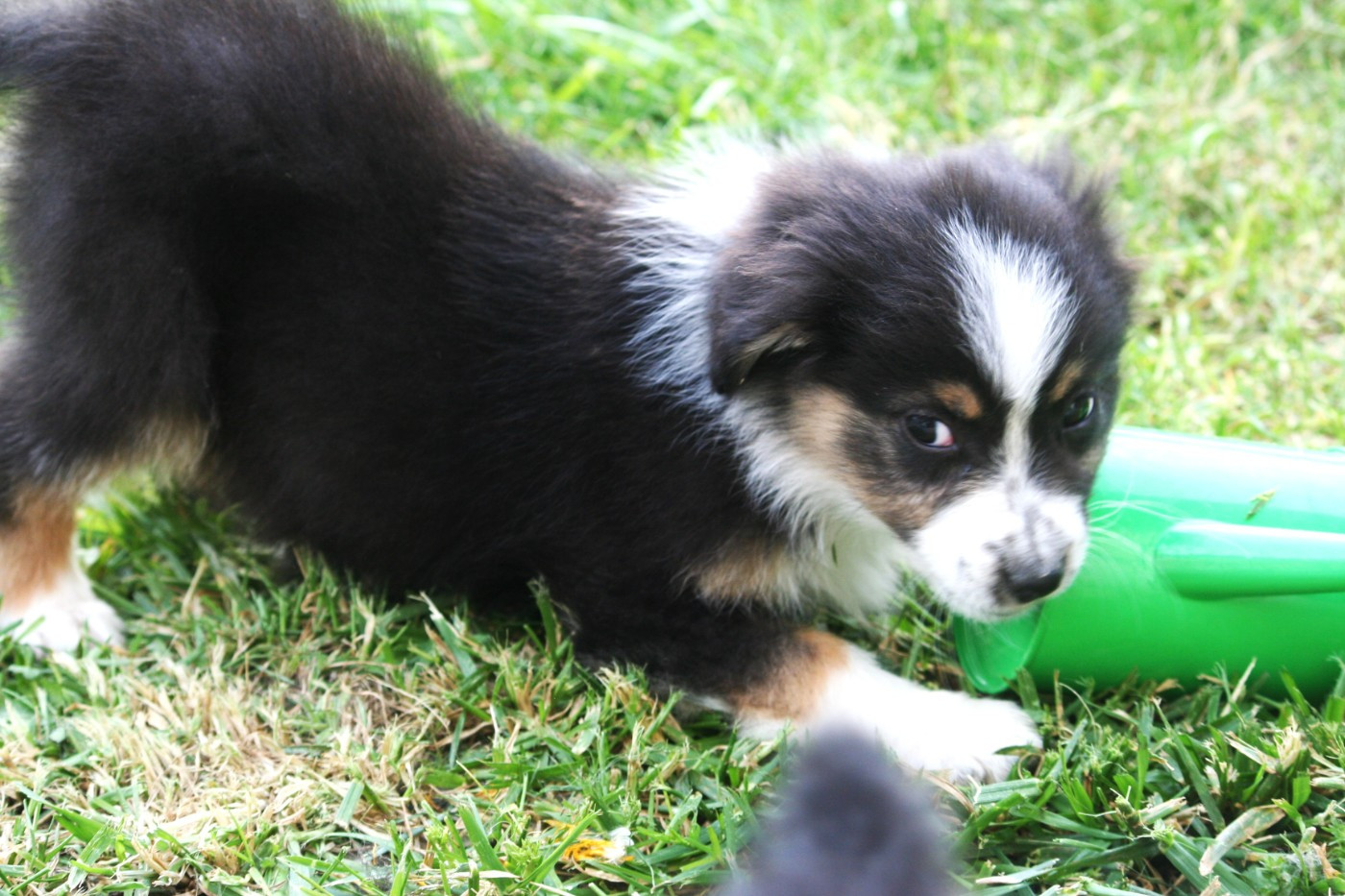 Des Monts De Lya - Chiots disponibles - Berger Australien